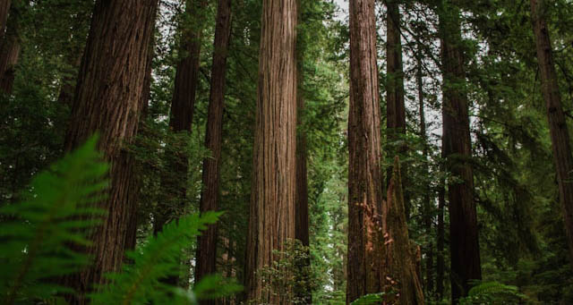 hannah-grace-znL3MUoOOtg-unsplash