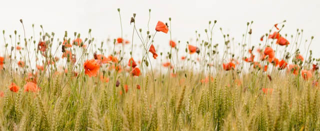 henry-be-IicyiaPYGGI-unsplash