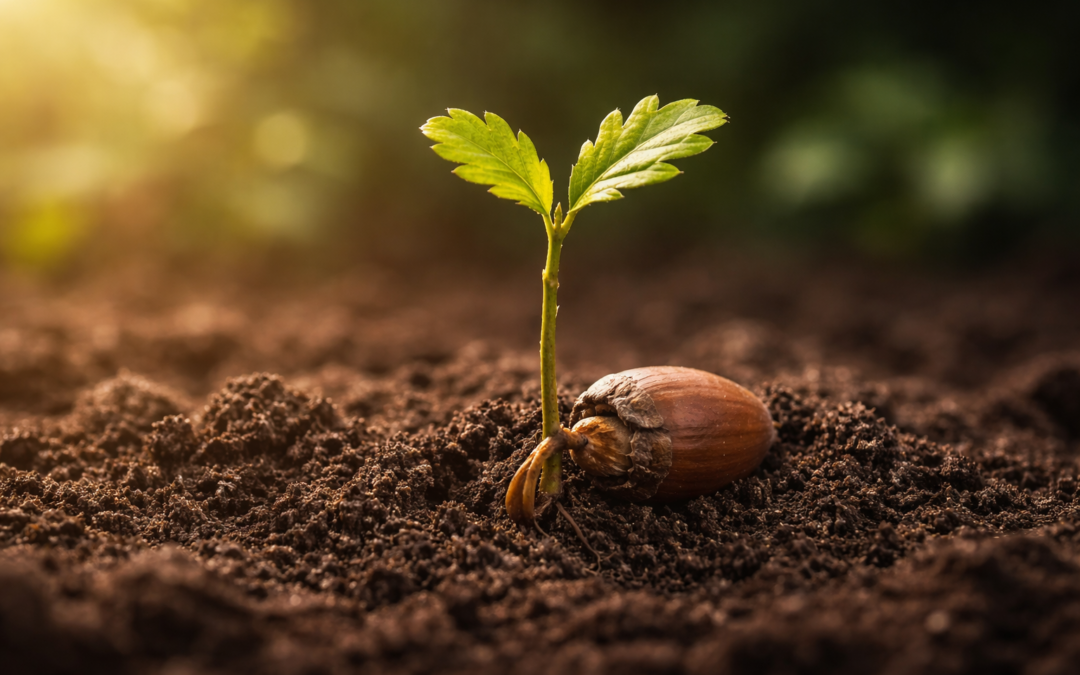 Seeds, Sprouts, and the People Around Me